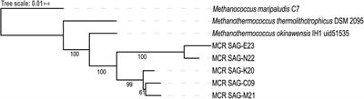 Genomic Variation Influences Methanothermococcus Fitness in Marine <mark class="highlighted">Hydrothermal Systems</mark>